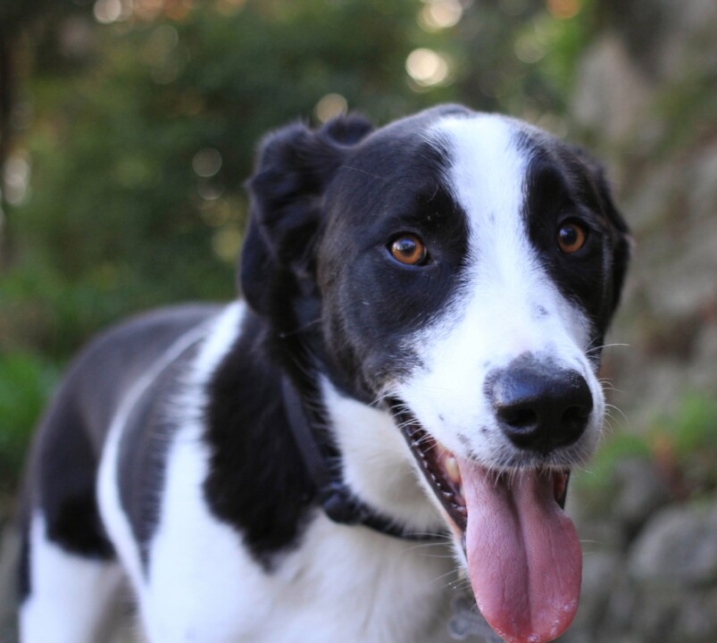 cao-animal-pet-dog-chien-preto-e-branco-lingua-de-