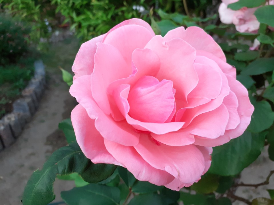 Rosa rosa. Foto Original. 2021.10.19.jpg