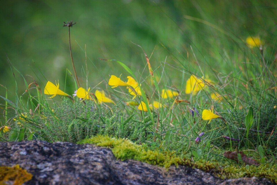 montachique marco 2.jpg