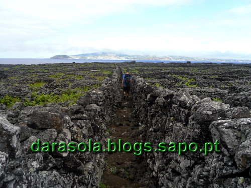 azores_pico_criacao_velha_21.JPG
