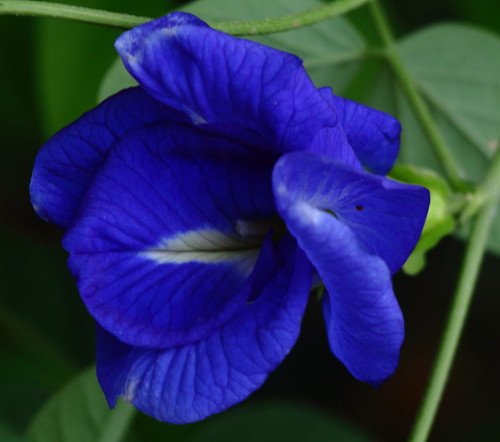 Butterfly_Pea_Double_Flower_(_Clitoria_Ternatea_).