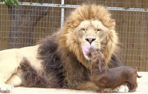 cão leão.jpg