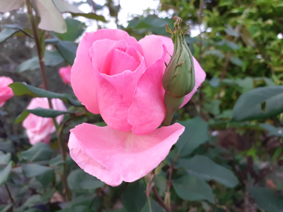 Rosa e botão. Foto original. 2021.10.19.jpg