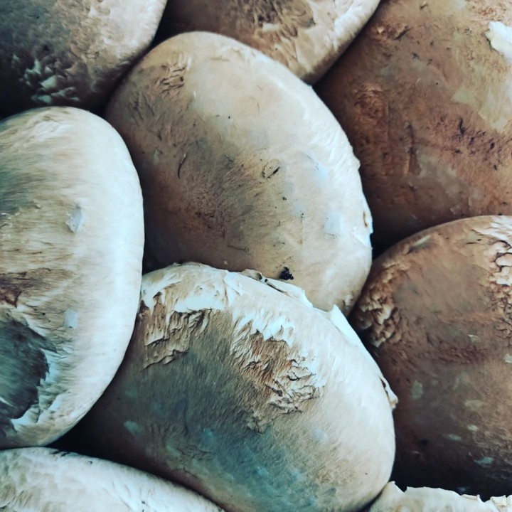 273536409_2236211536518595_6005114086044426492_n.j