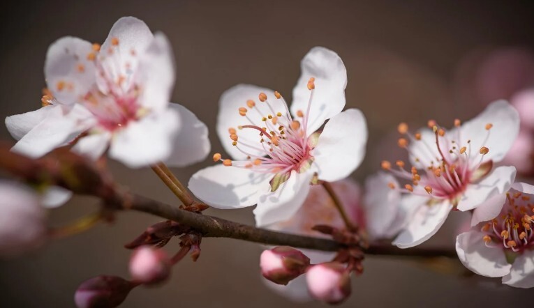 flores pessegueiro.jpg