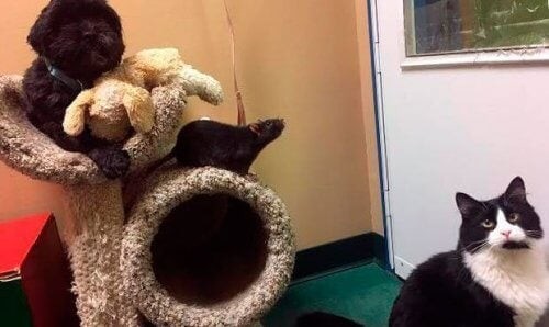 Os 3 mosqueteiros- cão, gato e rato Os 3 mosqueteiros- cão, gato e rato