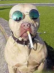 CACHORRO FELIZ.jpg
