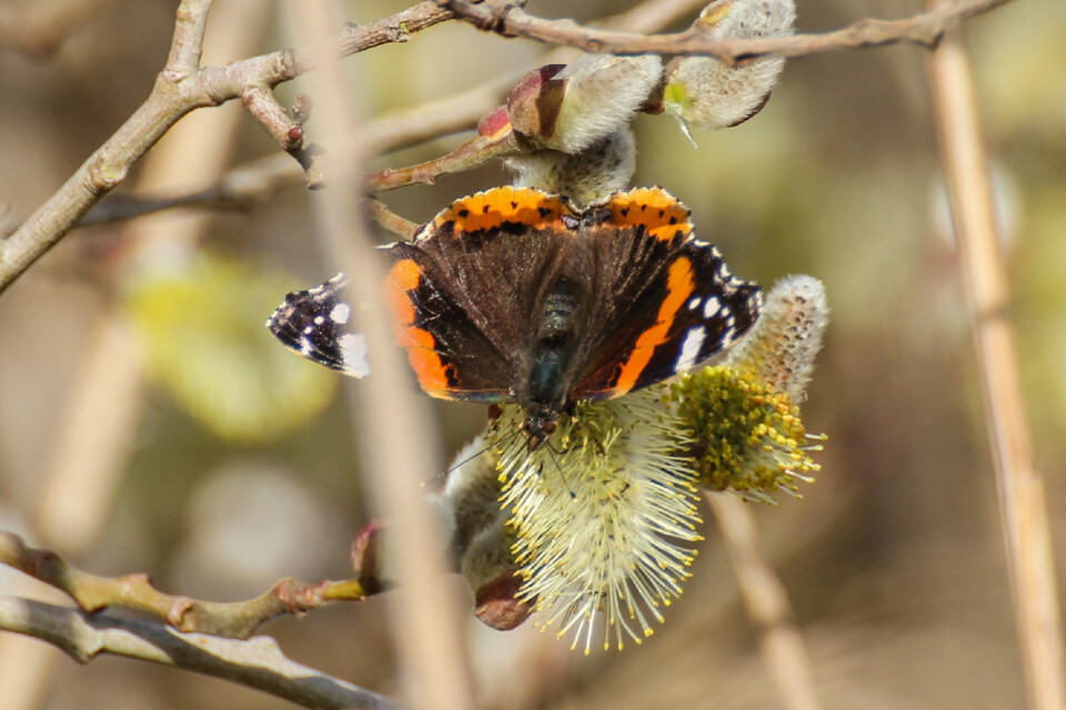 vanessa atalanta 6.jpg