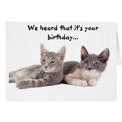 funny_cat_give_us_tuna_birthday_card-r4b9e33e71093