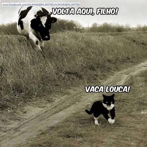 vaca louca.jpg vaca louca.jpg