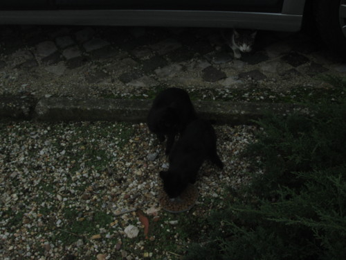 IMG_5195.JPG IMG_5195.JPG