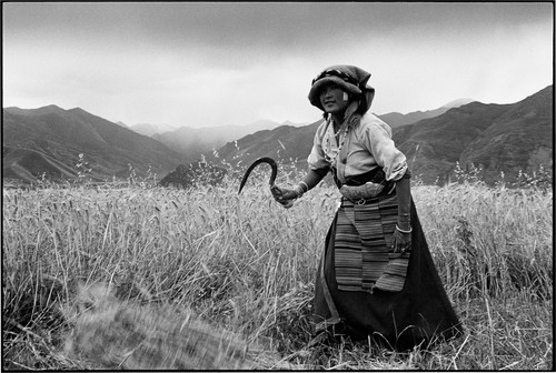 TIBET. 2000. Girl at harvest-time.jpg