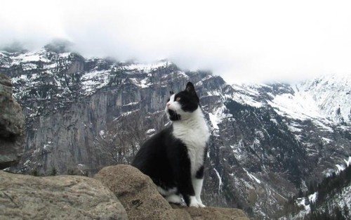 cat-gimmelwald-jg0bGqX-large.jpg cat-gimmelwald-jg0bGqX-large.jpg