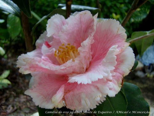 2 - C Japonica Cinderella - 800.jpg