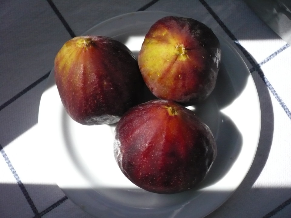 os 3 figos P1050367.JPG