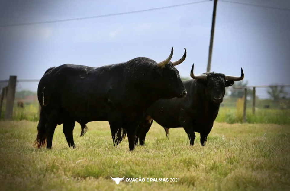 Sem título-4-04.png