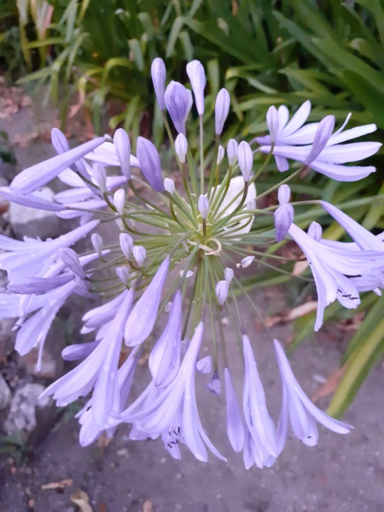 Agapanto. Foto original. 2021.07.21.jpg