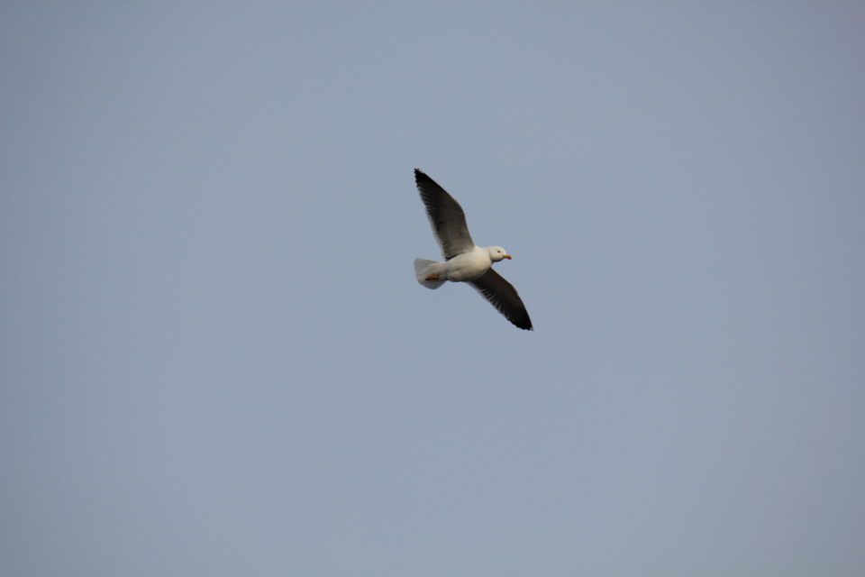 Madeira (454).JPG Madeira (454).JPG