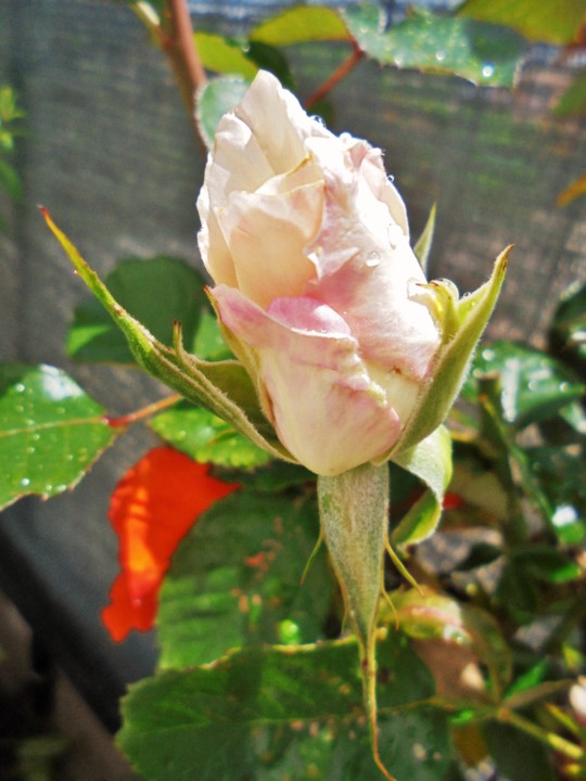 Rosa_Bt.JPG Rosa_Bt.JPG