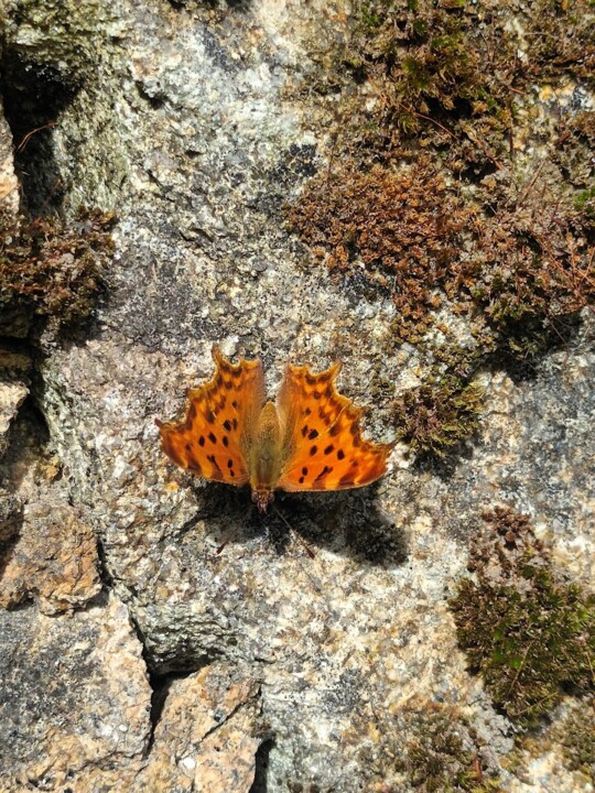 Não me canso disto borboleta1.jpg
