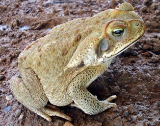 sapo-lindo.jpg sapo-lindo.jpg