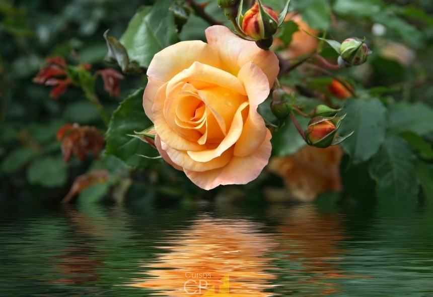 rosas-flores-maior-popularidade-comercializacao-cp