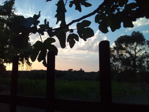 Arco Original DAPL. 2016. jpg Arco Original DAPL. 2016. jpg