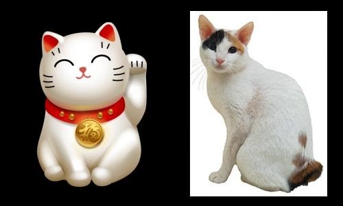 maneki neko_japonese bobtail.jpg