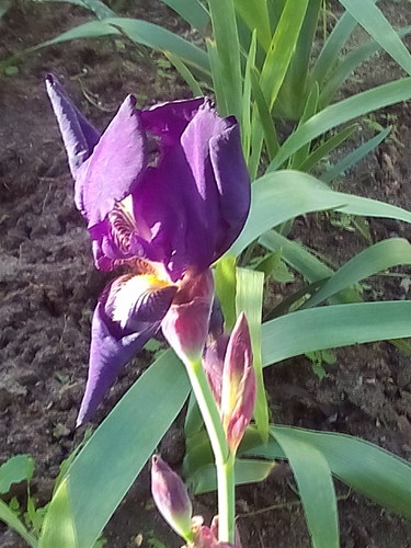 IMG_Lírio 20160124_153309.jpg