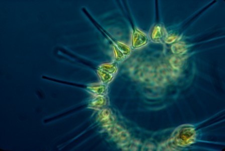 Phytoplankton-450x303.jpg