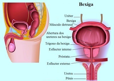 bexiga.jpg