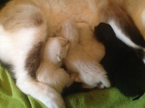 IMG-20180410-WA0006.jpg IMG-20180410-WA0006.jpg