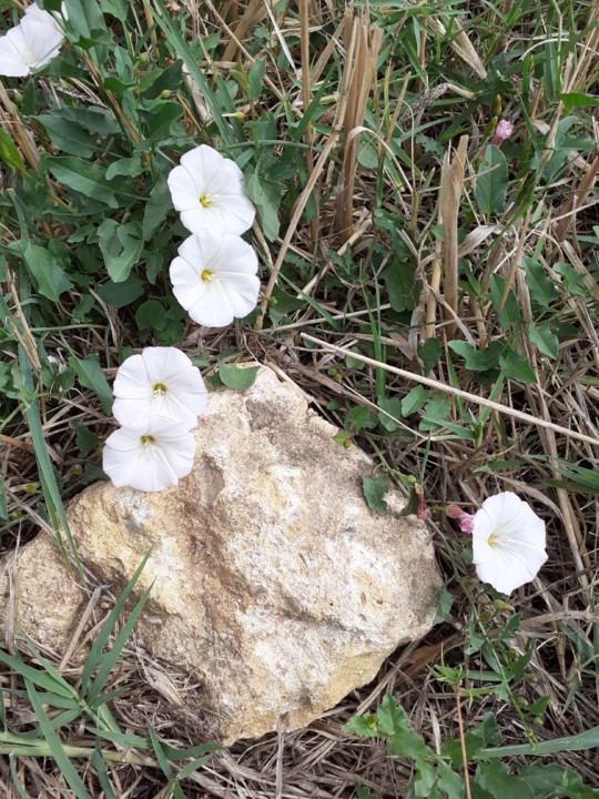 Corriola. Foto original. 2021.06.22.jpg