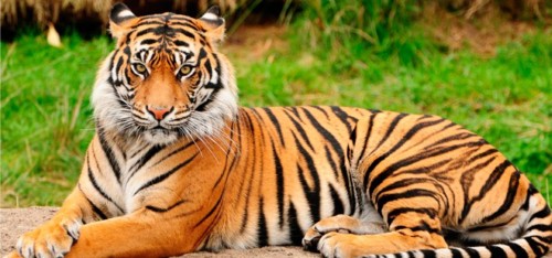 tigre tigre