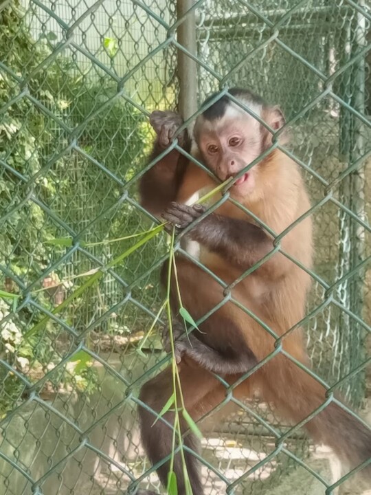 Não me canso disto ZOO8.jpg