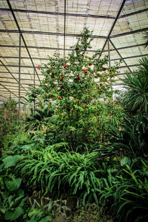 camellia japonica 2.jpg camellia japonica 2.jpg