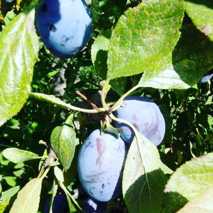 544272517_18498765670066958_211498131575774996_n.j