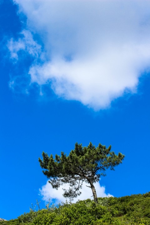 azul 6 (683x1024).jpg azul 6 (683x1024).jpg