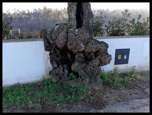 17a_Caminhada_matinal (11).jpg