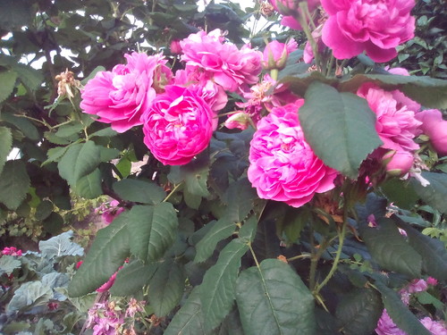 Foto original DAPL 2016