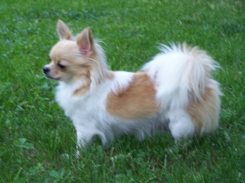 Langhaarige-Chihuahua.jpg