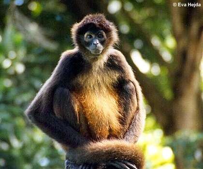 Macaco-Aranha: contempla o seu futuro - ((o))eco