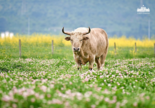 CANAS VIGOUROUX 35.jpg