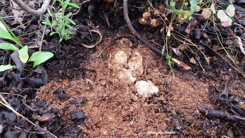 Um Gonçalo.jpg Um Gonçalo.jpg