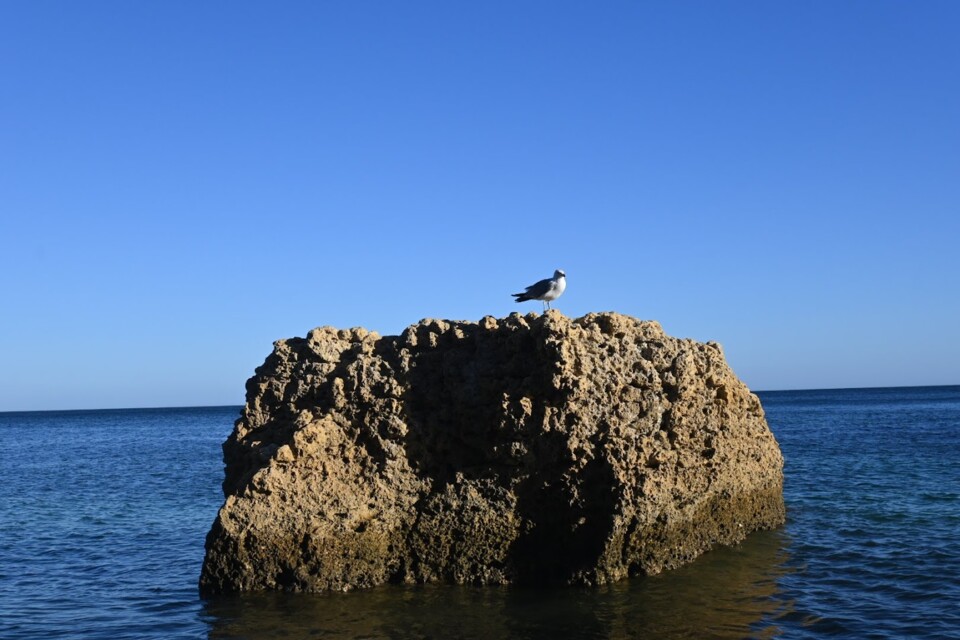 Não me canso disto praia gaivota.JPG