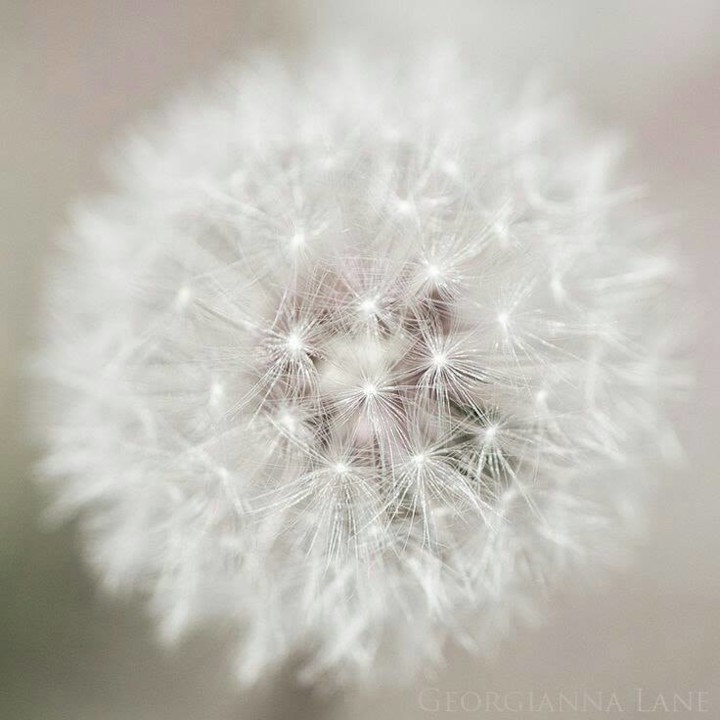 46426359_1872078236221373_2681924927065423872_n.jp