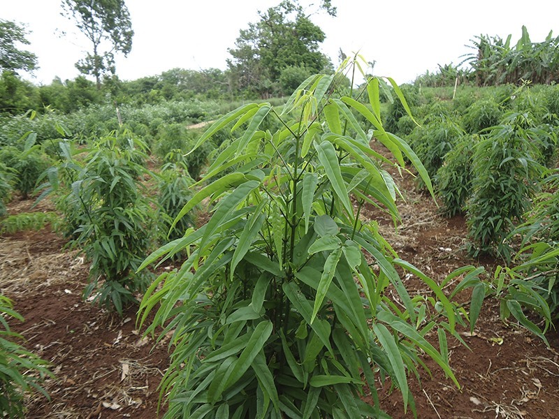 Crajiru pariri Fridericia chica sementes Algarsementes