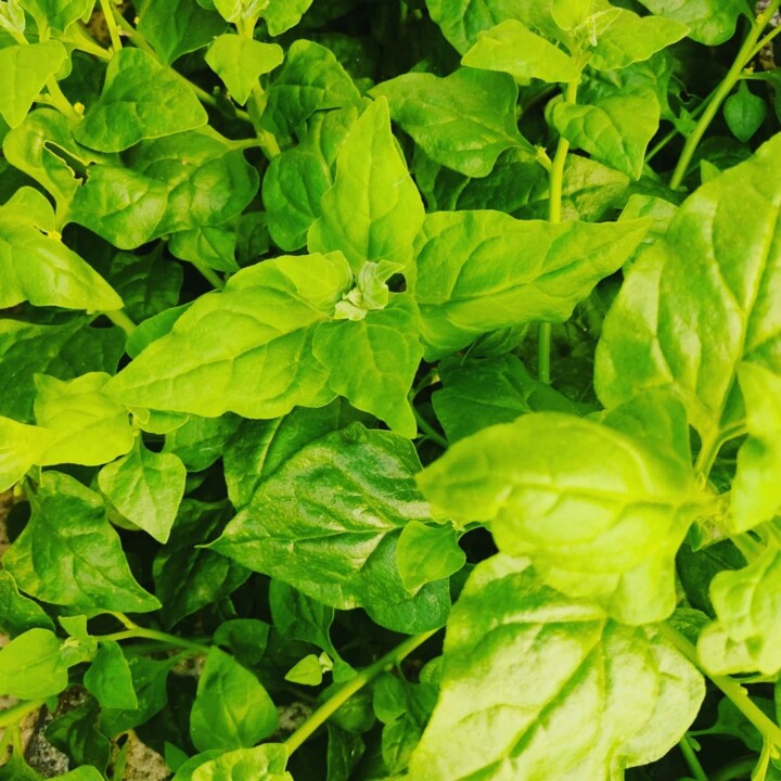 504530725_18483379276066958_3083343221654739742_n.