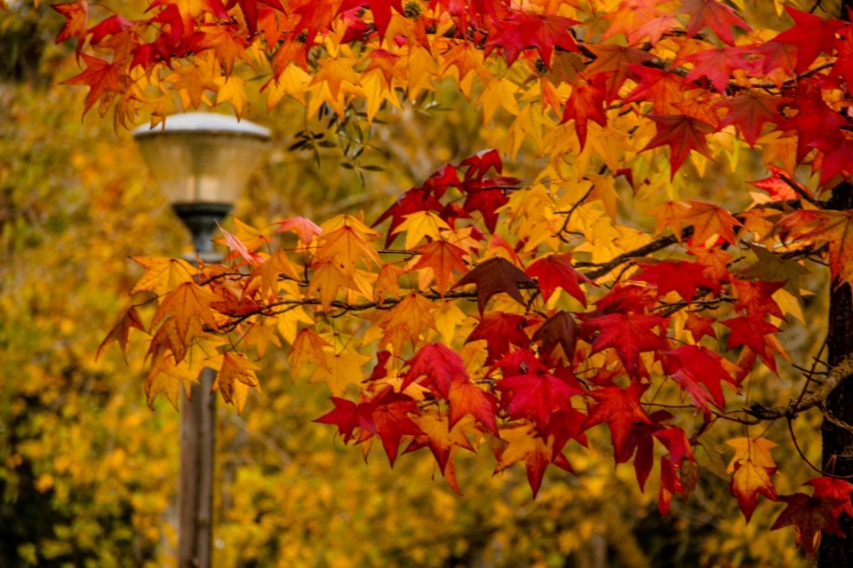 outono quinta das conchas 15.jpg
