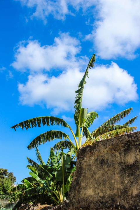 trilho das vinhas-51.jpg